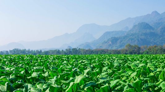 The Hidden Cost of Soil Decline: Calories Up, Nutrition Down